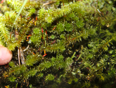 Ptychomnion aciculare