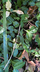 Euonymus fortunei