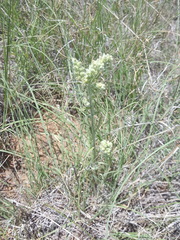 Oreocarya suffruticosa setosa