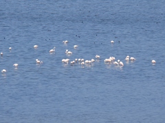 Phoenicopterus roseus