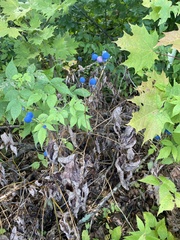 Caulophyllum thalictroides