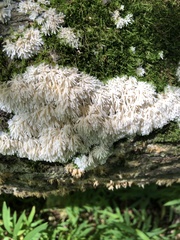 Radulomyces copelandii
