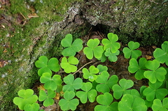 Oxalis acetosella