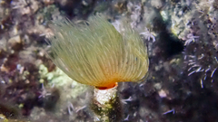 Protula tubularia