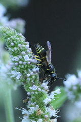 Ancistrocerus antilope