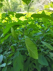 Cephalanthus occidentalis