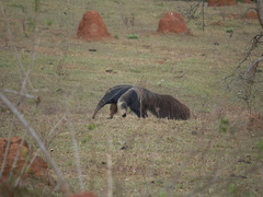 Myrmecophaga tridactyla