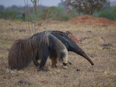 Myrmecophaga tridactyla