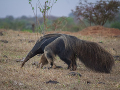 Myrmecophaga tridactyla