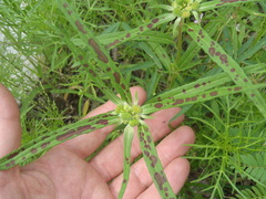 Euphorbia cuphosperma