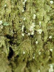 Cryptococcus fagisuga