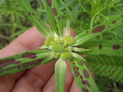 Euphorbia cuphosperma