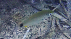 Diplodus annularis