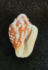 Columbella mercatoria