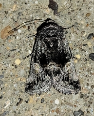Copanarta aurea