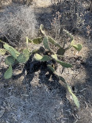 Opuntia littoralis