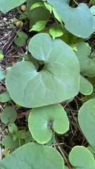 Asarum canadense