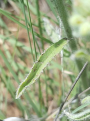 Oreocarya suffruticosa setosa