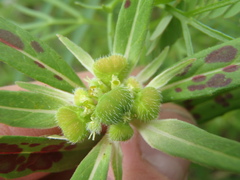 Euphorbia cuphosperma