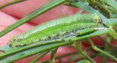 Belenois creona severina