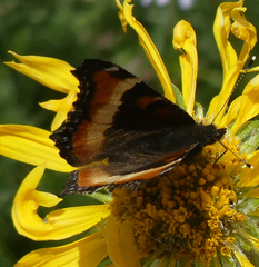 Aglais milberti