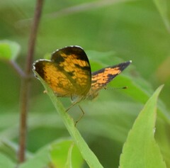 Phyciodes cocyta