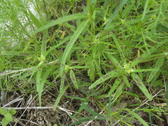 Euphorbia cuphosperma