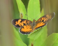 Phyciodes cocyta
