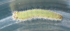 Belenois creona severina