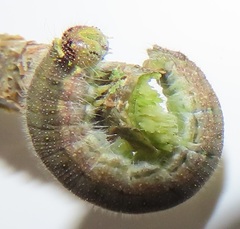 Belenois creona severina