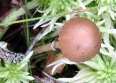 Psathyrella sphagnicola