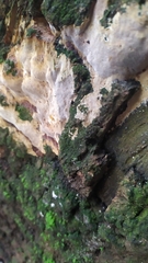 Fomitiporia punctata