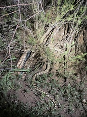 Pituophis catenifer affinis