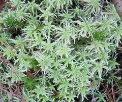Sphagnum girgensohnii