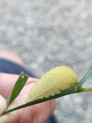 Iphiclides podalirius