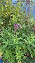 Eutrochium maculatum