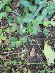 Euonymus fortunei