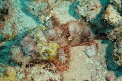 Scorpaenidae