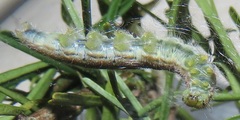 Belenois creona severina