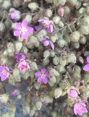 Spergularia