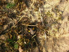 Bombus