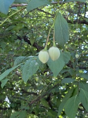 Styrax