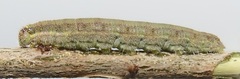 Belenois creona severina