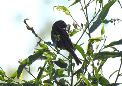 Emberiza schoeniclus