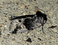 Copanarta aurea
