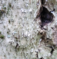 Cryptococcus fagisuga