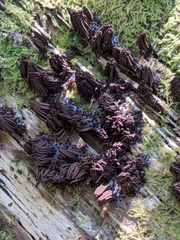 Stemonitis splendens