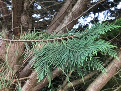Thuja plicata
