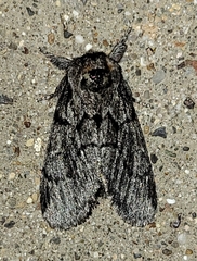 Pseudopanthea palata