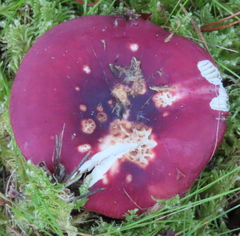 Russula sanguinea